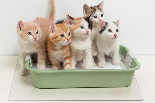 Crystal Kitty Litter Mat SHOW