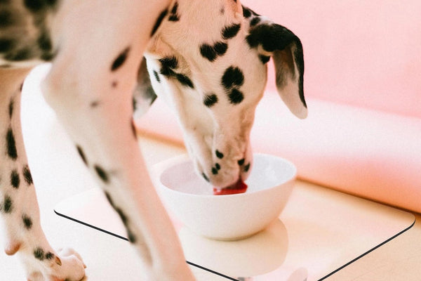 Crystal Dog Bowl Mat SHOW